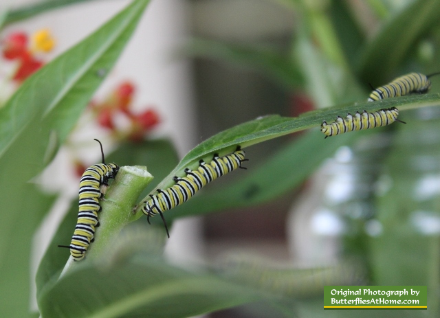 Monarch Butterfly caterpillars ... nearing maturity